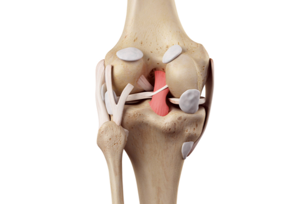 /uploads/assets-v1/f1d7d85d-e135-49dd-ba33-b9f261e34359/ligamant-incrucisat-posterior.jpg